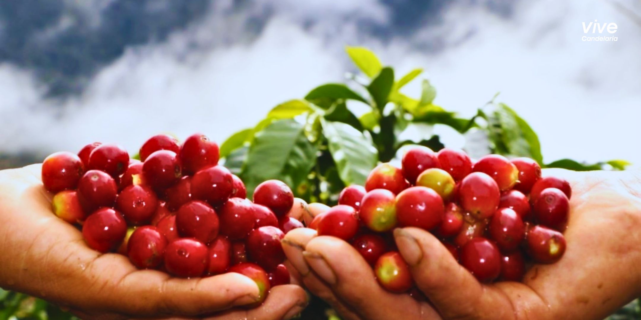 Día del Café Peruano