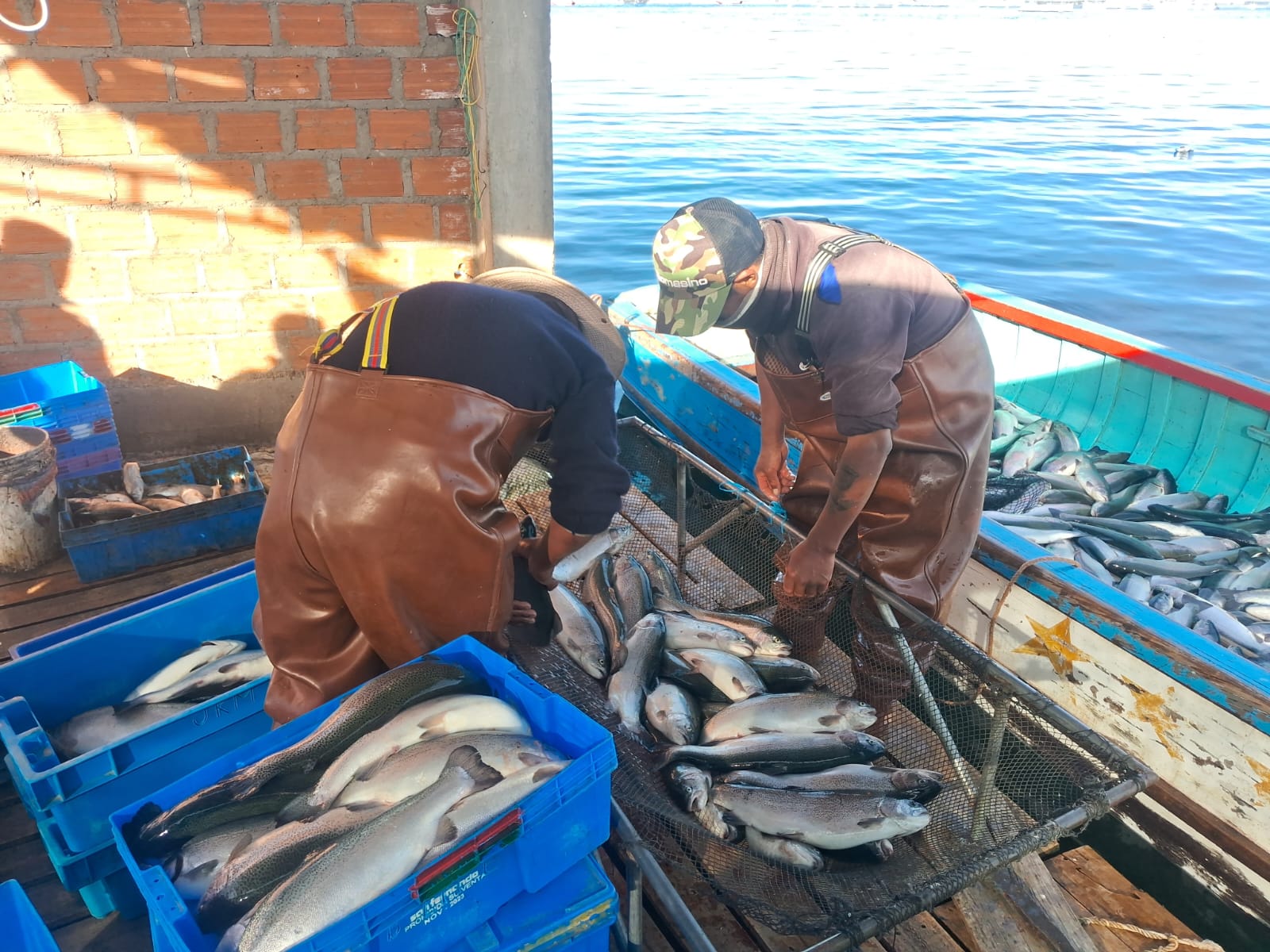 Productores de truchicultura en Puno mejoran resultados con alimentos adaptados a la región