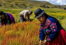 Día del Campesino en Puno: tradición, Qoqawi y homenaje al alma de la tierra