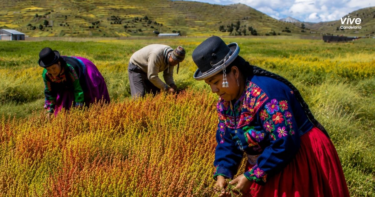 Día del Campesino en Puno: tradición, Qoqawi y homenaje al alma de la tierra